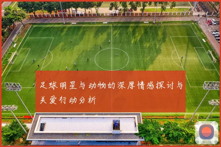 足球明星与动物的深厚情感探讨与关爱行动分析